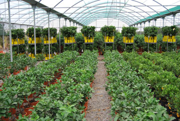 Agricoltura e florovivaismo, siglato accordo integrativo provinciale: “Si valorizza lavoro e professionalità in settori trainanti economia”