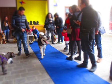 Barcellona PG. La sfilata canina “4 Zampe in Passerella” nei Giardini Oasi