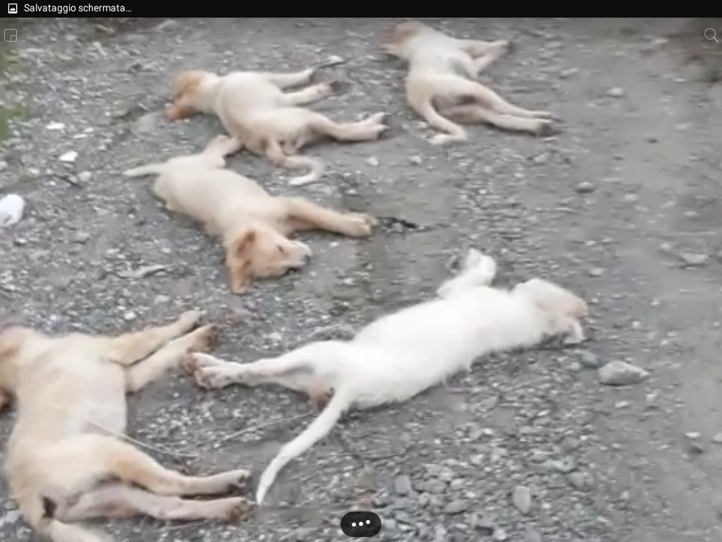 Furnari. Cuccioli trovati morti, caccia al ‘folle’. Crimi: “Al vaglio fotogrammi telecamere in zona”