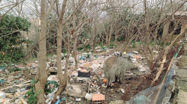 Messina. Arrivate le gabbie per i cinghiali di San Licandro e San Jachiddu