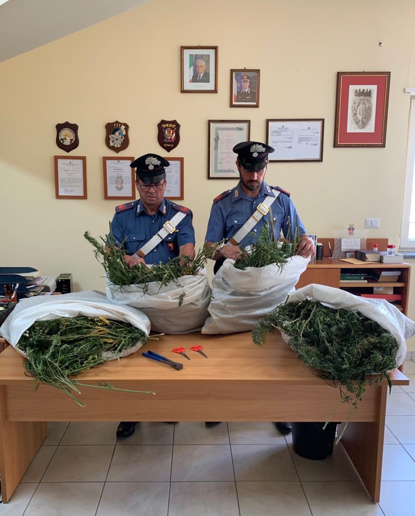 Cesarò. In un casolare di campagna oltre 10 kg di marijuana, 3 arrestati