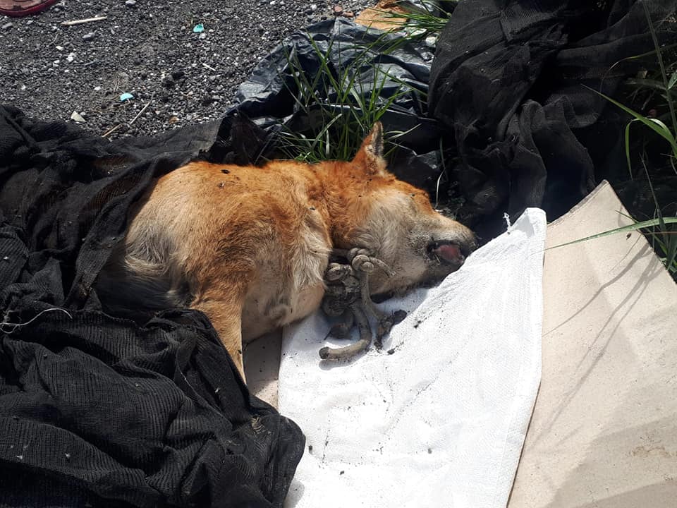 Terme Vigliatore. Cane trovato morto ‘impiccato’, urgono azioni per fermare ‘scempio su animali’