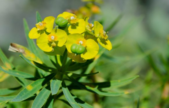 Comuni Fioriti. Al 70° Salone Flor Mart di Padova in lizza Terme Vigliatore, Sinagra, Ucria, Tusa. Al convegno ANVE il nuovo Marchio di Qualità