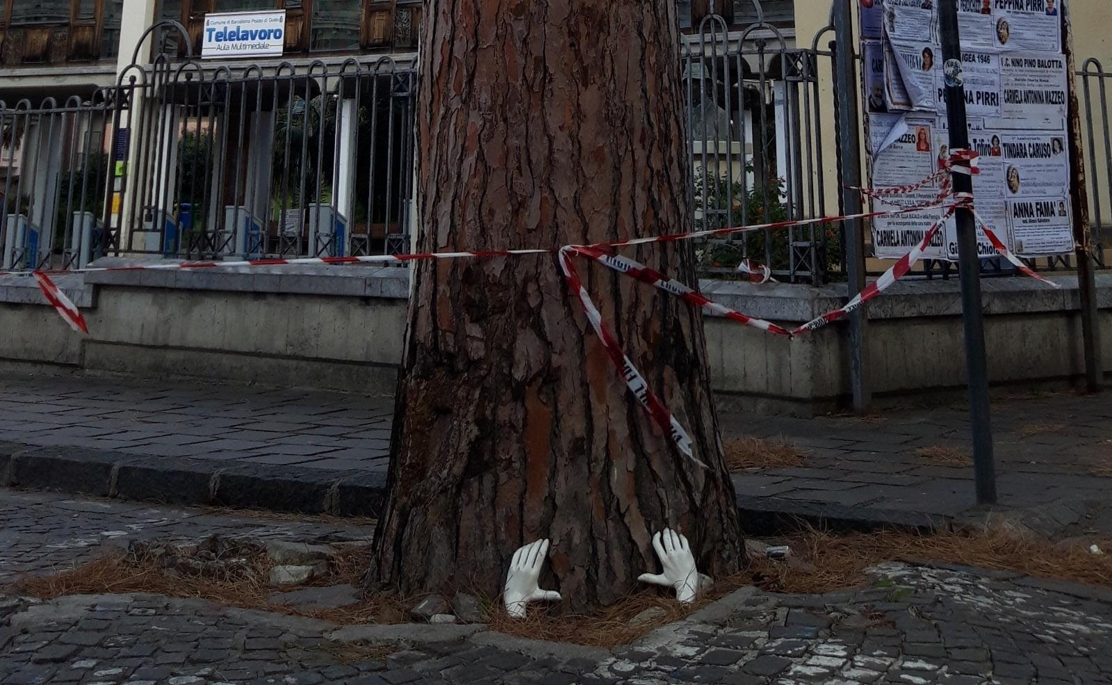 Barcellona PG. Il pino di Piazza San Sebastiano per adesso è salvo, Sovrintendenza blocca operazioni di abbattimento