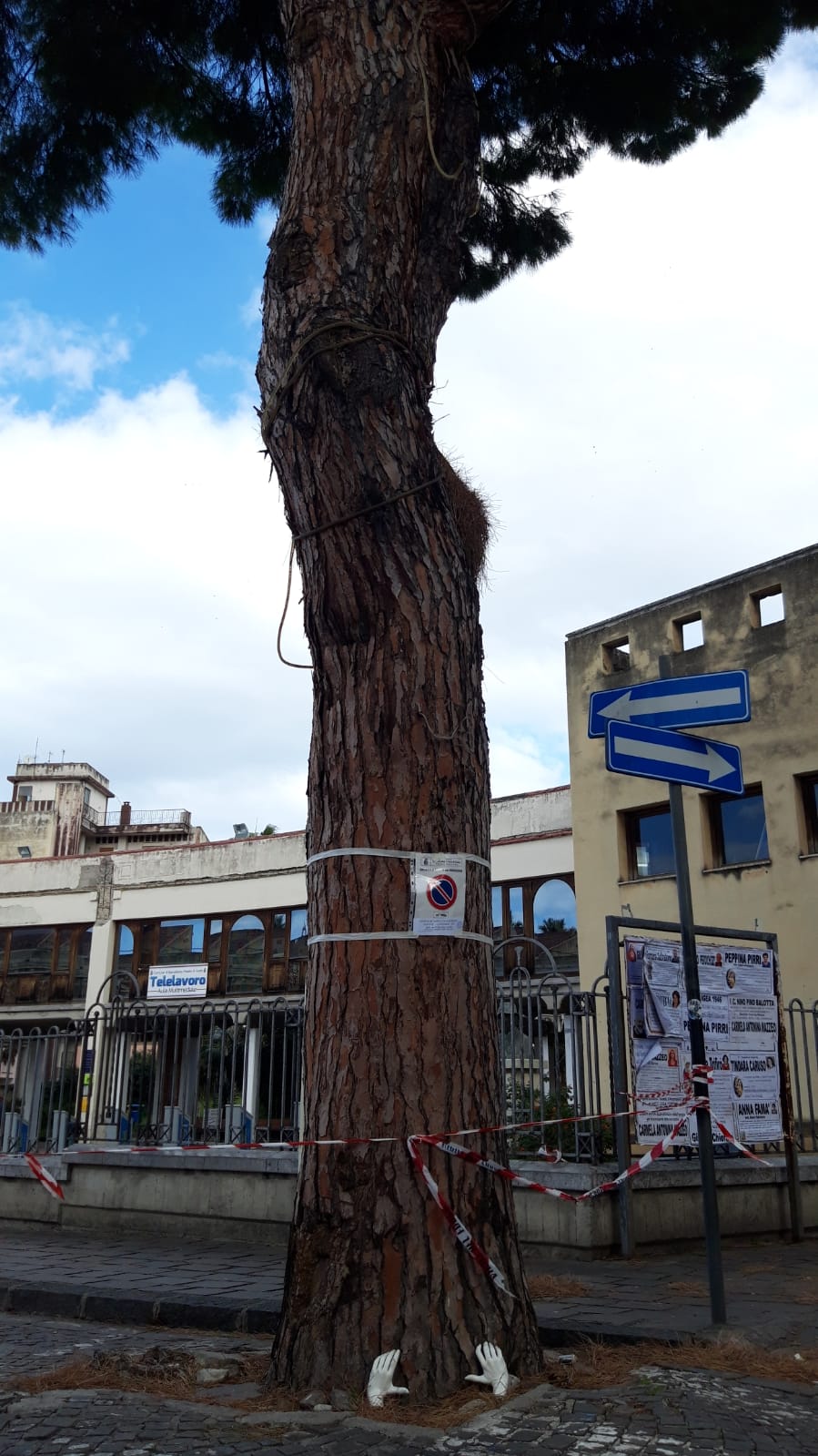Barcellona PG. RiforestAzione Barcellona “Sospendere abbattimento ultimo pino di Piazza San Sebastiano” 