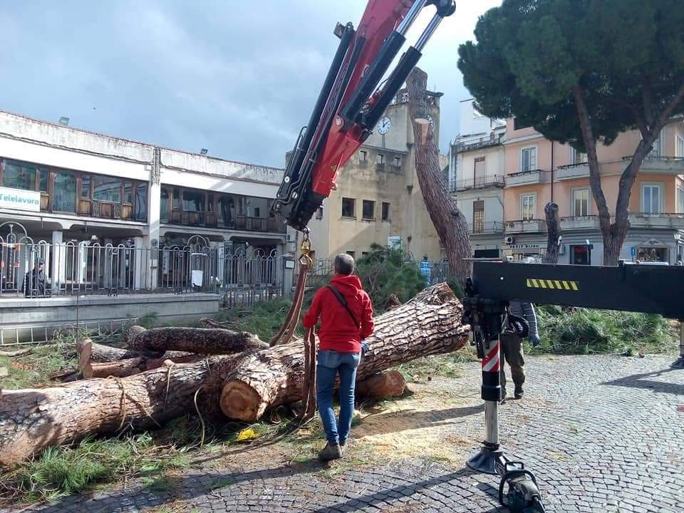 Barcellona PG. Movimento Città Aperta: “I Pini in Piazza si potevano salvare”