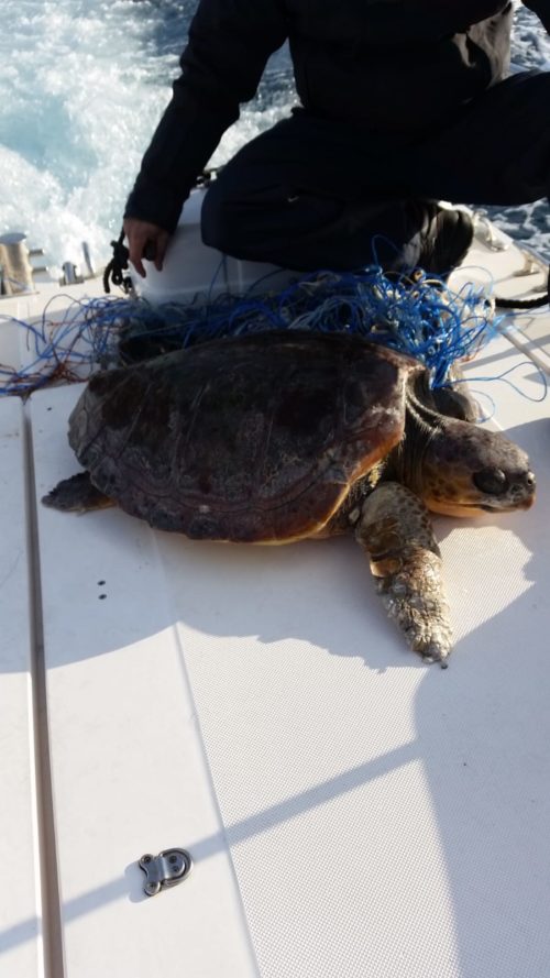 Messina. Capitaneria, soccorso tartaruga in difficoltà