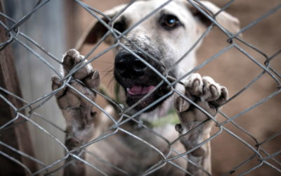 Nasce la sezione OIPA di Milazzo e Isole Eolie: si cercano volontari per una rete a tutela degli animali