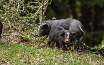 DOP Suino Nero dei Nebrodi e IGP Nocciola Siciliana, al via presentazione fascicoli per riconoscimento dei marchi di qualità