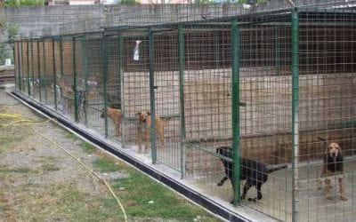 Barcellona PG. Canile comunale a rischio, FI e Città Aperta: “Verso revoca di oltre 800mila euro, danno per città”