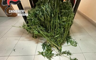 Messina. Mini-serra di marijuana in casa: 37enne arrestato
