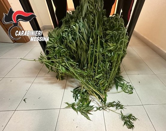 Messina. Mini-serra di marijuana in casa: 37enne arrestato