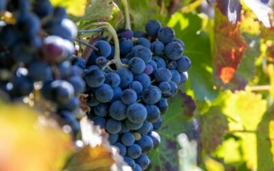 Sicilia. A rischio l’annata 2023 del vino italiano: raccolti decimati dalle fitopatie. La drammatica fotografia del Gambero Rosso sulle grandi Dop