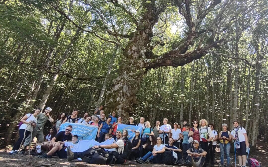 Nebrodi. In ottima salute l’albero piantato dagli “Aragonesi”: escursionisti Kamina e The Greenstone ammirati dalla sua maestosità