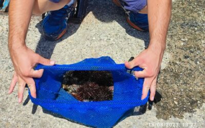Sequestro ricci di mare e orecchie di mare a sub