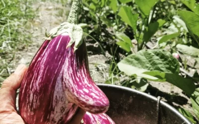 Barcellona PG. Progetto “Carbon Neutral” approvato per ‘La Zappa e il Lombrico’