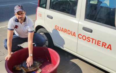 Salvata tartaruga marina ferita, dalla Guardia Costiera