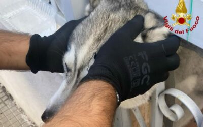Salvato cane incastrato in cancello, delicato intervento VdF