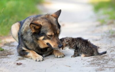 Barcellona PG. Concessi in comodato d’uso gratuito locali per ambulatorio veterinario