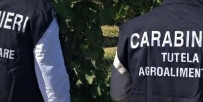 Truffa all’UE di oltre 900 mila euro, sette misure cautelari