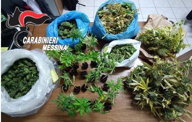 Serra di cannabis in casa, intero vano con 27 piante sequestrate oltre 5 kg di marijuana e oltre 1.200 euro
