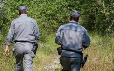 Parco dei Nebrodi. Mattanza di suini selvatici 11 uccisi illegalmente, cacciatori sfuggiti al fermo