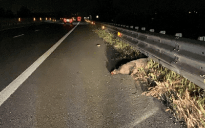 Incidente su A20, famiglia di turisti in auto centra un cinghiale
