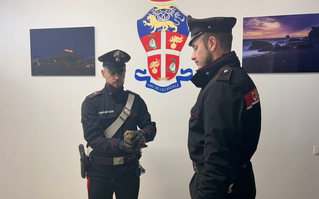 Stromboli. Salvato rapace dai Carabinieri, una specie protetta da convenzioni internazionali