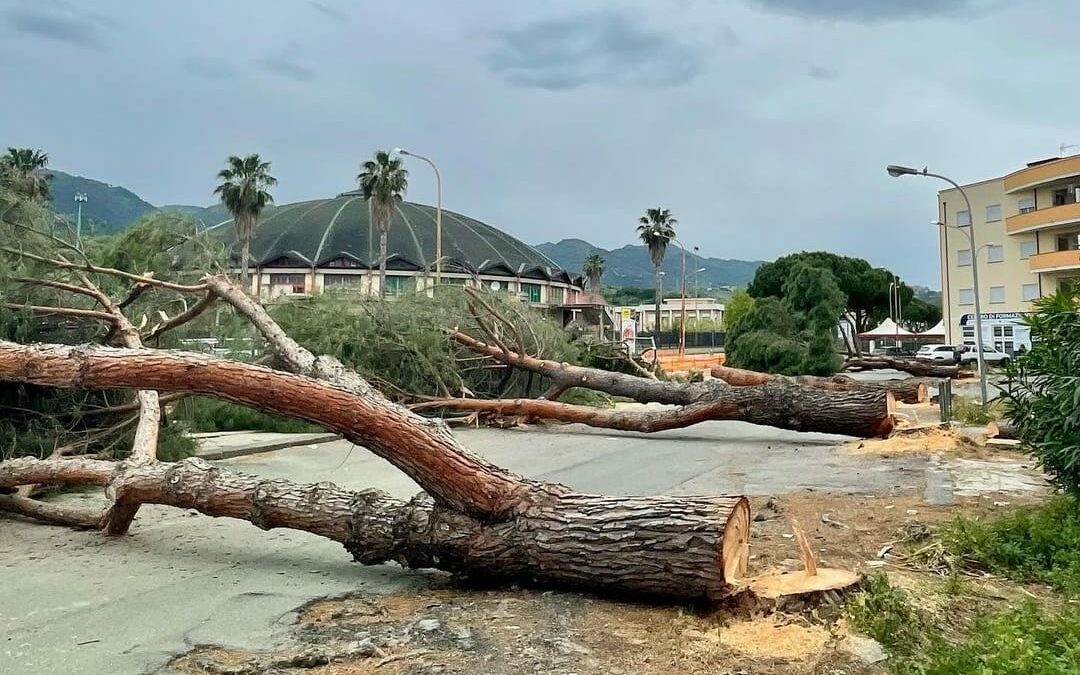 Barcellona PG. Pini abbattuti, Amministrazione replica: “Sicurezza in primis, impegno per verde”