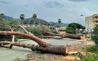 Barcellona PG. Pini abbattuti, Amministrazione replica: “Sicurezza in primis, impegno per verde”