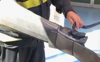 Messina. Serpente in ospedale, catturato e liberato in campagna