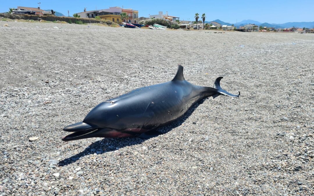 Barcellona PG. Ritrovato delfino spiaggiato a Cicerata