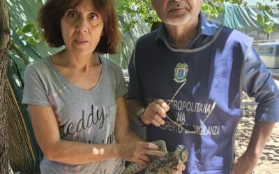 Messina. Soccorso un falco ferito in via Don Blasco