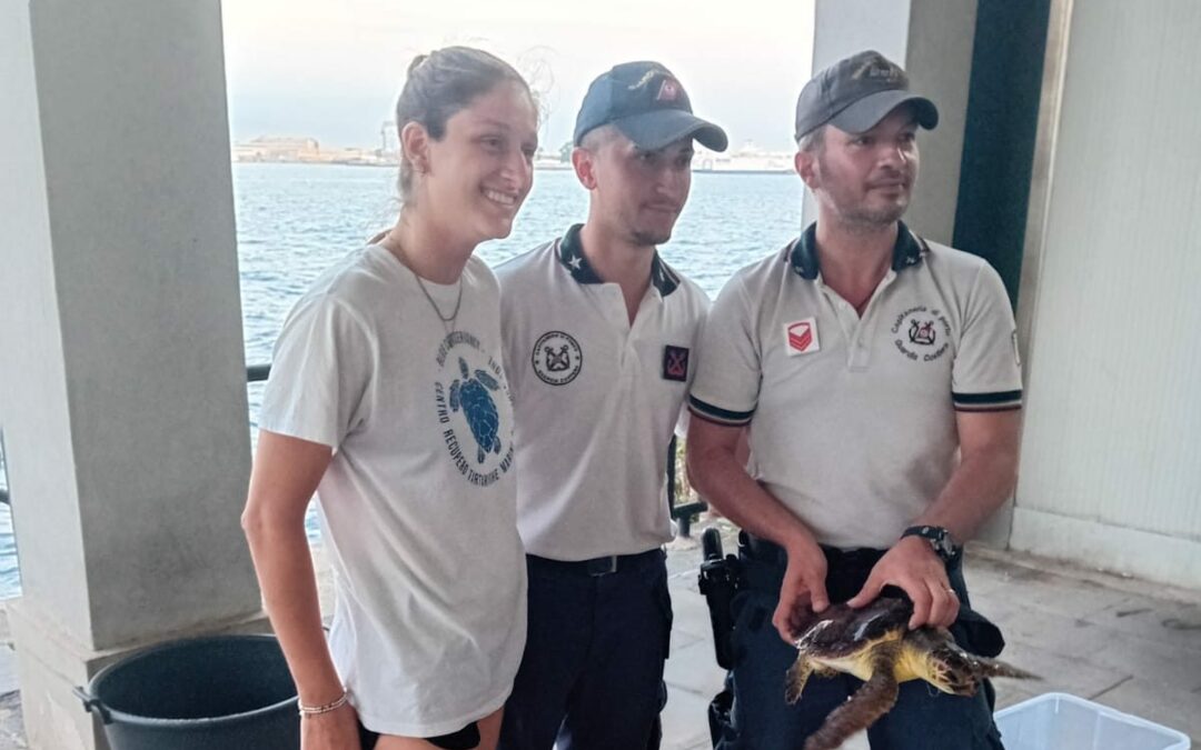 Recuperata tartaruga Caretta Caretta ferita