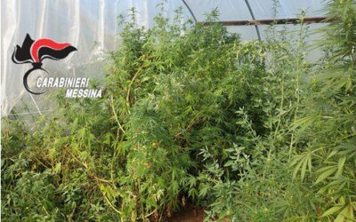 Coltivano canapa indiana nel terreno di casa, arrestata coppia di coniugi