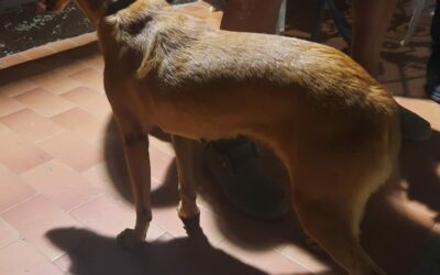 A Mazzarrà Sant’Andrea, soccorso prestato a gattino ferito e a cagnolino: il Comune paga le spese