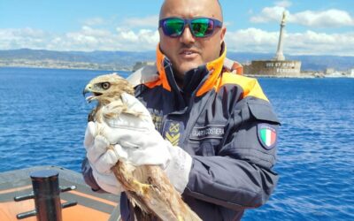 La Guardia costiera di Messina recupera una Poiana in mare