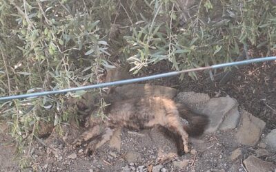 Mazzarrà Sant’Andrea, sconcerto per uccisione di gatti con bocconi avvelenati