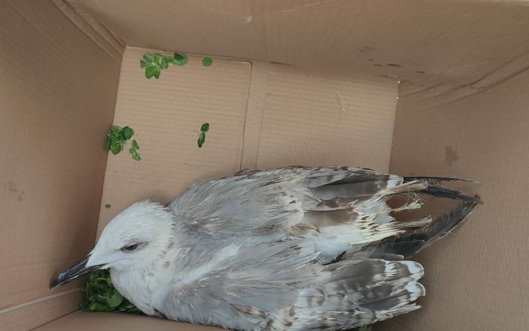 Messina, a Giampilieri la Polizia Metropolitana soccorre gabbiano ferito