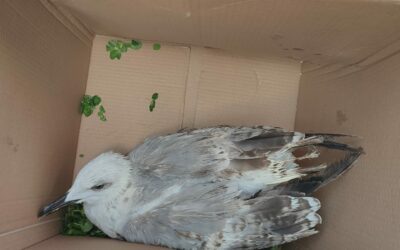 Messina, a Giampilieri la Polizia Metropolitana soccorre gabbiano ferito