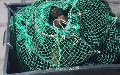 Capitaneria Messina. Contrasto alla pesca illegale, sequestrati oltre 200kg di prodotto ittico