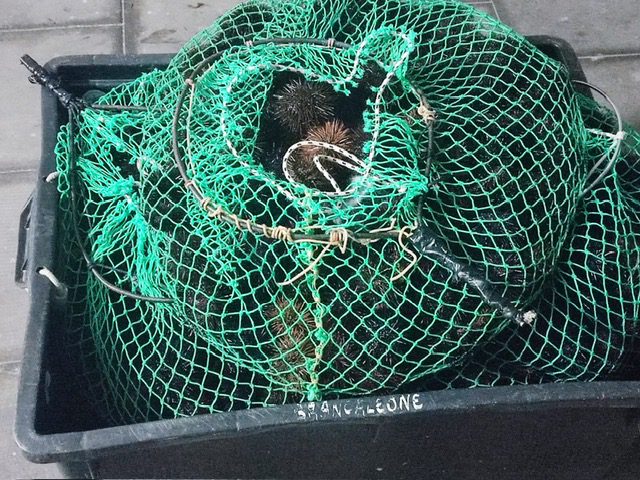 Capitaneria Messina. Contrasto alla pesca illegale, sequestrati oltre 200kg di prodotto ittico