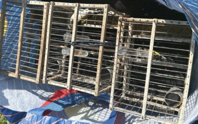 Milazzo. Operazione antibracconaggio, scoperto sistema illegale per la cattura di cardellini