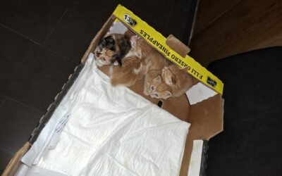 Milazzo. Quattro gattini chiusi in bidone dell’umido e il silenzio dal Comune