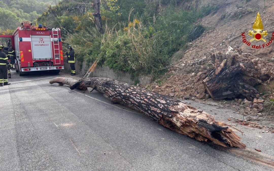 Forte scirocco, rimosso albero a rischia caduta su strada