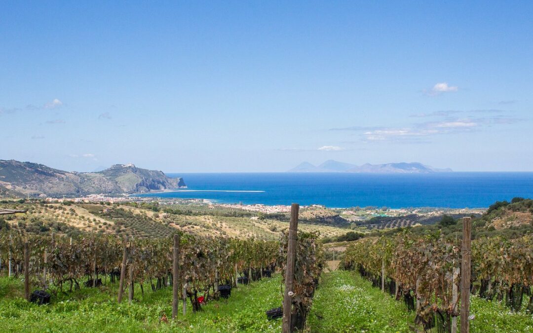 Furnari. Cambria Vini inaugura il “Cambria Wine Club” alla Tenuta Masseria: primato per la provincia di Messina in occasione di Cantine Aperte