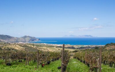Furnari. Cambria Vini inaugura il “Cambria Wine Club” alla Tenuta Masseria: primato per la provincia di Messina in occasione di Cantine Aperte