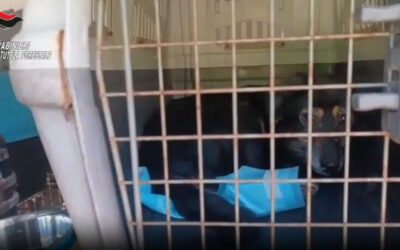 Blitz in villetta degli orrori: oltre cento cani sequestrati